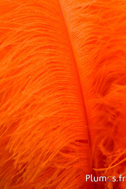 Autruche premium - 50-60 cm - orange